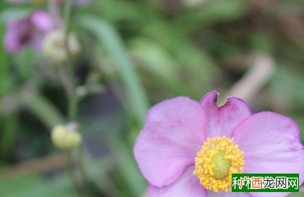 党参机械化种植技术综合分析