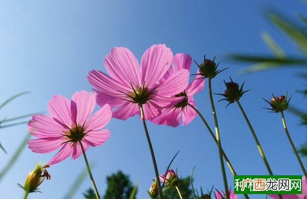 怎样防治马铃薯甲虫害