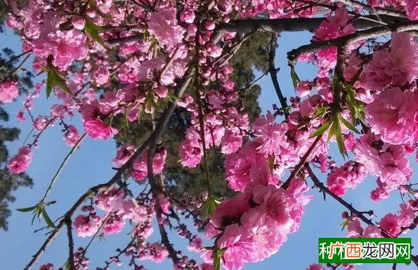 玉米追肥需注意四个阶段