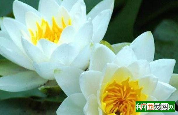 棉花红叶病发病原因及防治措施