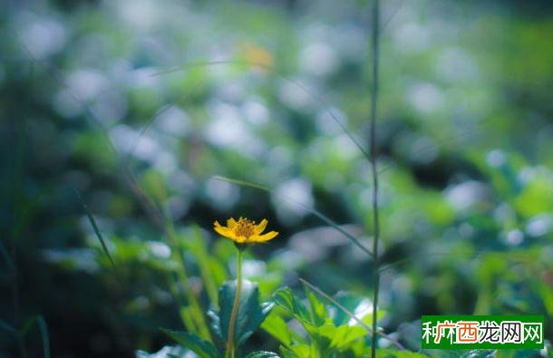 玉米不结子粒的六大因素