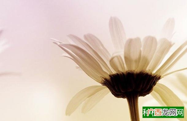 甜瓜叶子发黄什么原因,甜瓜叶子为什么发黄
