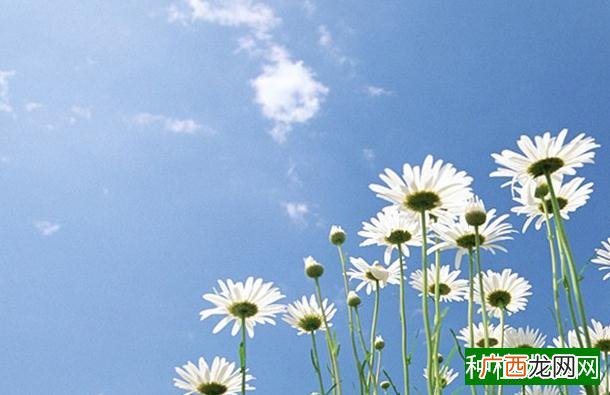 水培小葱为什么会烂根,水培小葱烂根的原因
