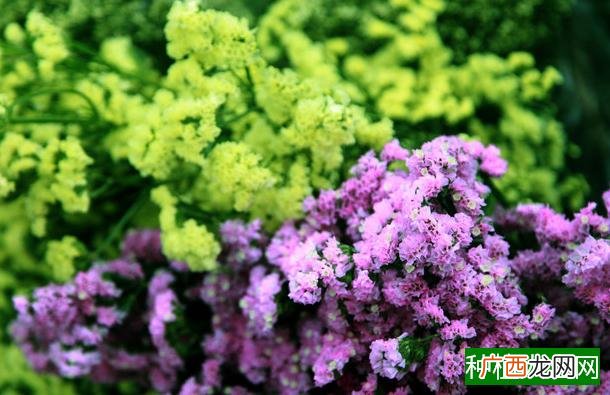 蔷薇和木香和月季区别,蔷薇和木香和月季的区别