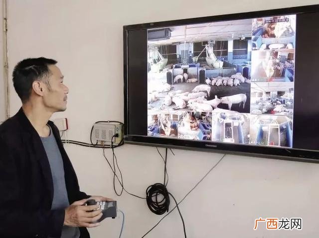 马云说未来养殖业 农村搞养殖养什么最好