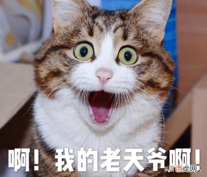 网络用语阿伟死了是什么意思 阿伟是什么梗