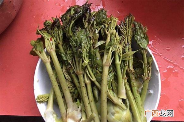 刺老芽产自哪里 刺老芽怎么吃