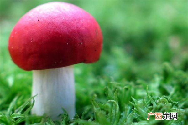 红蘑菇能吃吗 红蘑菇有毒吗