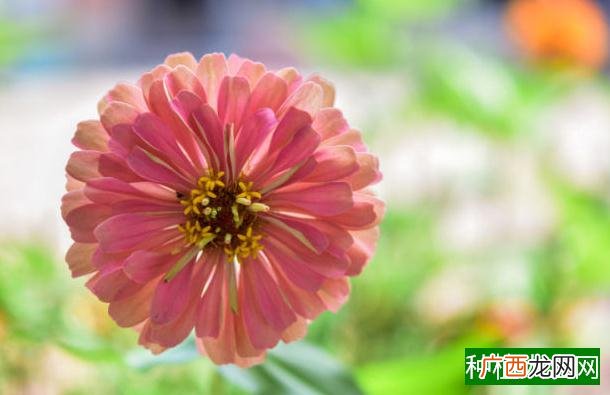 小麦品种该怎么选？冬性、半冬性、春性小麦到底是咋回事？