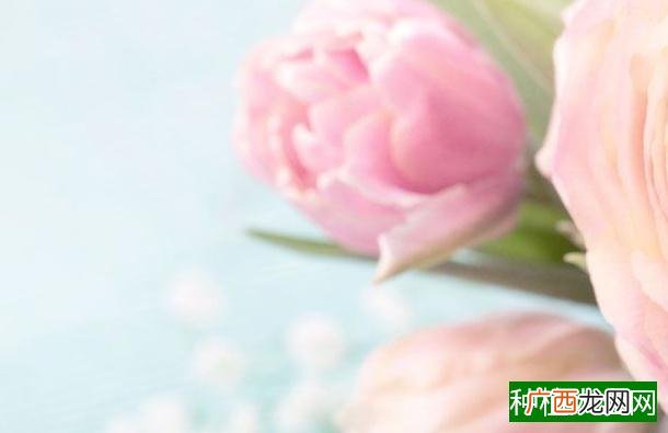 水稻白叶枯的发生特点和防治措施