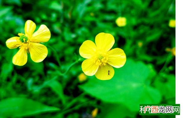 庭院葡萄栽培与修剪技术,庭院葡萄怎么栽培和修剪