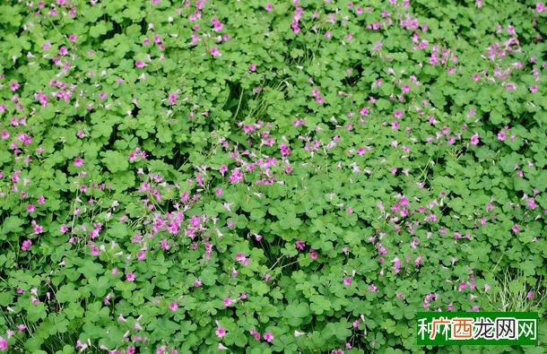 六月种植什么农作物,六月种植哪些农作物