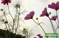 光照影响棉花生育进程