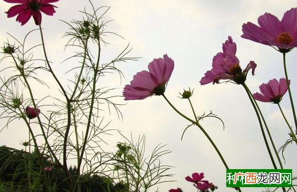 光照影响棉花生育进程