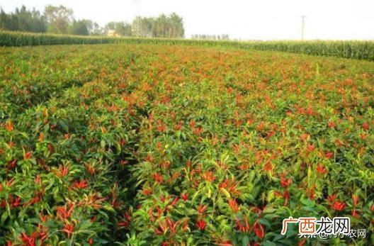 不愁销路的小型加工厂 公司寻求种植合作