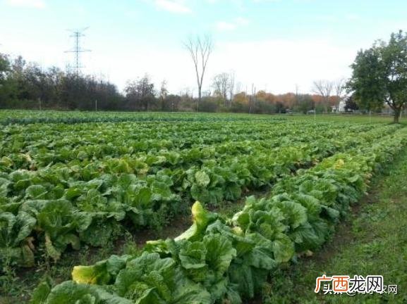 不愁销路的小型加工厂 公司寻求种植合作