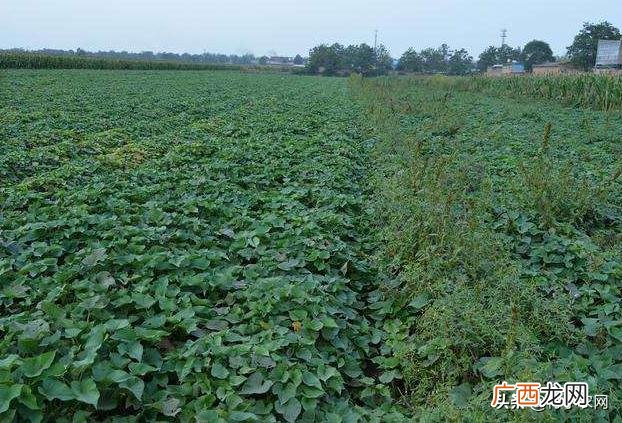 不愁销路的小型加工厂 公司寻求种植合作
