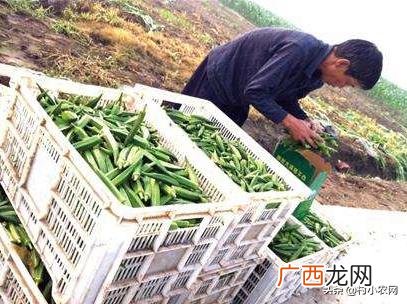 不愁销路的小型加工厂 公司寻求种植合作