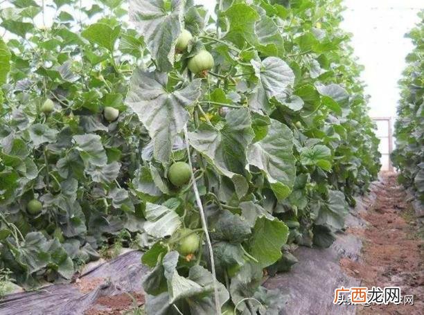 不愁销路的小型加工厂 公司寻求种植合作