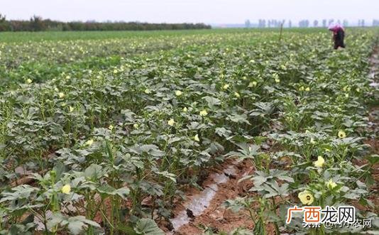 不愁销路的小型加工厂 公司寻求种植合作