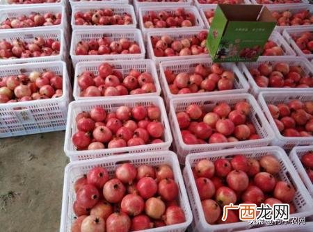 不愁销路的小型加工厂 公司寻求种植合作