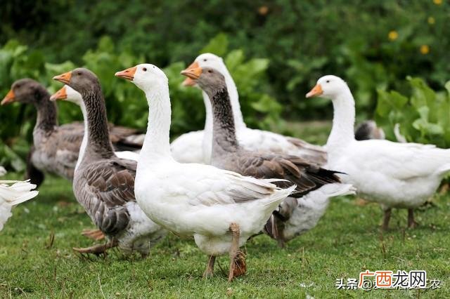 42个最佳乡镇开店项目 适合乡镇小本创业项目