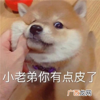 最新搞笑可爱猫咪聊天表情包