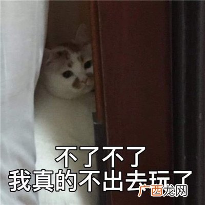 最新搞笑可爱猫咪聊天表情包