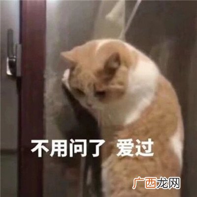 最新搞笑可爱猫咪聊天表情包