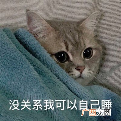 最新搞笑可爱猫咪聊天表情包