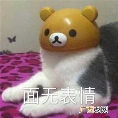 最新搞笑可爱猫咪聊天表情包