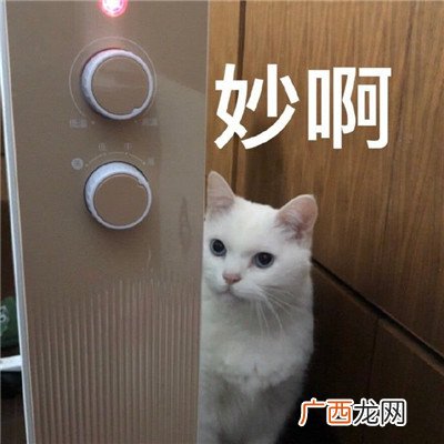 最新搞笑可爱猫咪聊天表情包