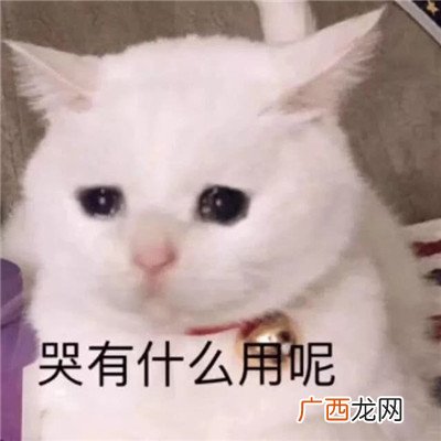 最新搞笑可爱猫咪聊天表情包