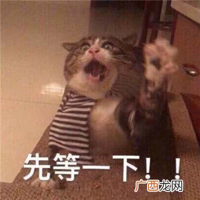最新搞笑可爱猫咪聊天表情包
