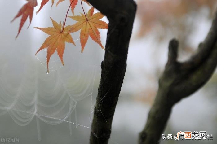 离婚了前夫还送生日礼物,离婚了前夫还送生日礼物真贴心