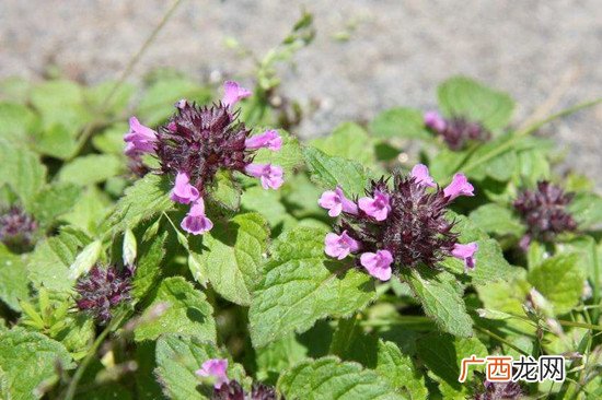 湿疹可以喝牛奶吗 湿疹的最佳治疗方法在这里