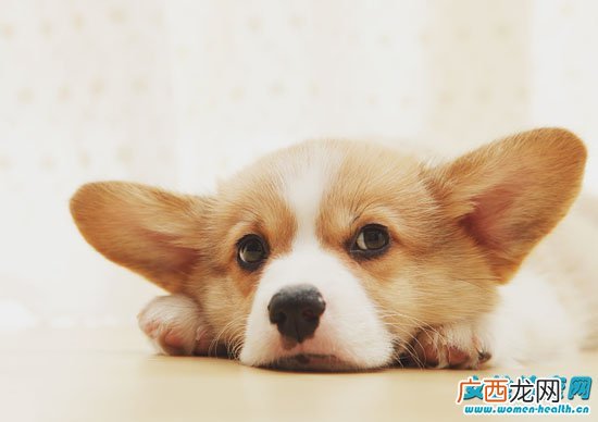 被打过狂犬疫苗的狗狗咬出血 还需要去打针吗