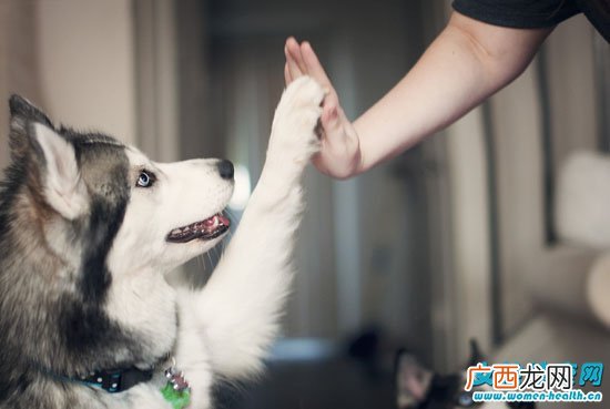 被打过狂犬疫苗的狗狗咬出血 还需要去打针吗