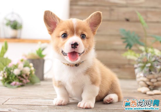 被打过狂犬疫苗的狗狗咬出血 还需要去打针吗