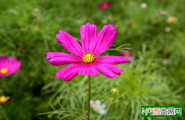 玉米弯孢叶斑病的防治要点