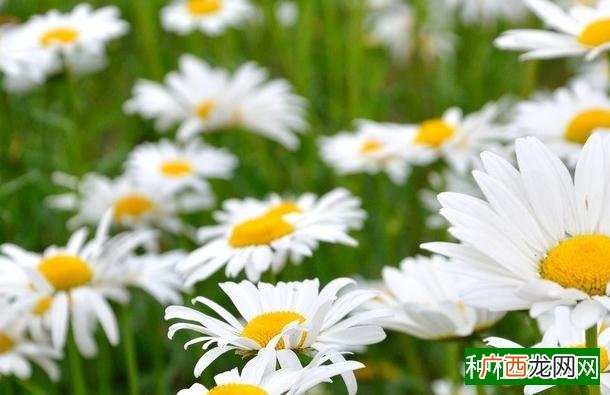 怎样防止马铃薯缺乏肥料养份
