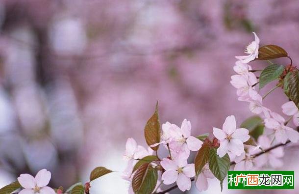 阿司匹林浇花多久一次,1~2月浇灌一次即可
