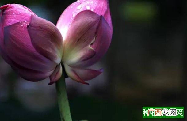 防治水稻僵苗如何用药
