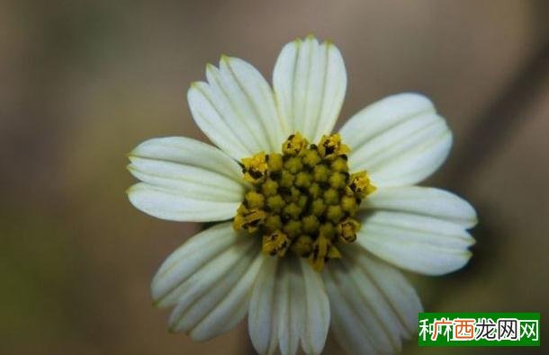 盘栽花生芽的技术要点