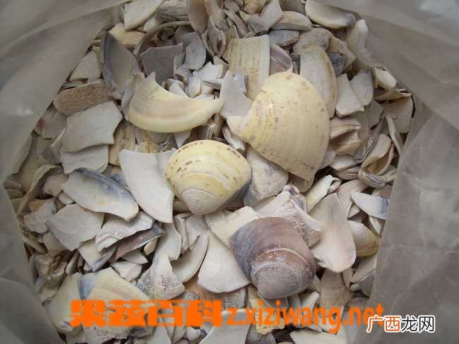 瓦楞子图片 中药瓦楞子的功效与作用