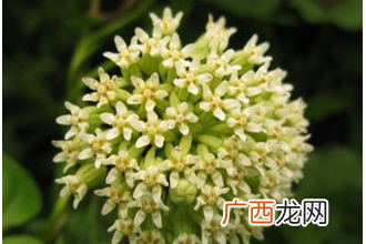 大白药的功效与作用 大白药的药用价值