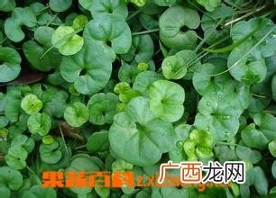落地金钱图片 中药落地金钱的功效与作用