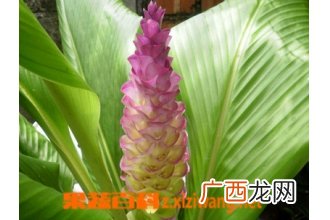 郁金的功效与作用 郁金的药用价值
