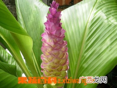 郁金的功效与作用 郁金的药用价值