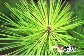 松针的药用功效有哪些
